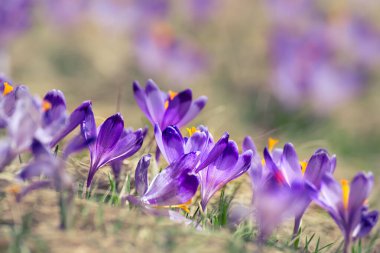 Kuru sarı çimlerde yetişen güzel mor timsah çiçekleri, ilkbaharın ilk işareti. Mevsimlik paskalya doğal arka planı.
