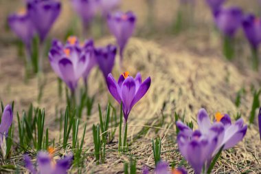Kuru sarı çimlerde yetişen güzel mor timsah çiçekleri, ilkbaharın ilk işareti. Mevsimlik paskalya doğal arka planı.