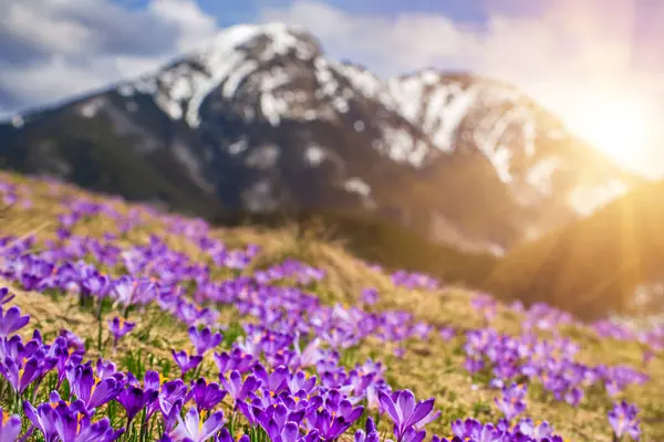 Dolina Chocholowska, Polonya 'nın yüksek Tatra dağlarındaki ünlü vadi, çiçek açan mor timsahlar veya safran çiçekleriyle. Manzaralı bahar manzarası, doğal dış seyahat arka planı.