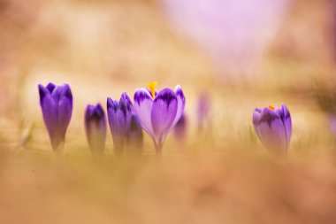 Kuru sarı çimlerde yetişen güzel mor timsah çiçekleri, ilkbaharın ilk işareti. Mevsimlik paskalya doğal arka planı.
