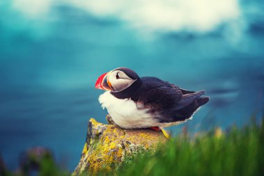 Tek Atlantik martı kuşu denizin üzerindeki kayanın üzerinde duruyor. Hayvan arka planı