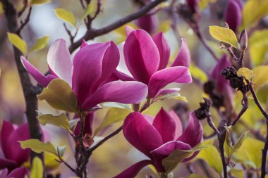 Bahar mevsiminde yeşil yapraklı pembe manolya çiçekleri çiçek açmış.