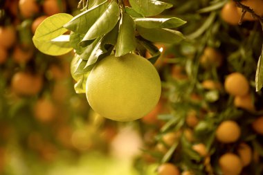 Olgun meyveler narenciye bahçesindeki ağaçlarda asılı. Meyve bahçesinde tropikal pomelo hasat et. Pomelo Çin 'de geleneksel yeni yıl yiyeceğidir, şans getirir. Tarım gıda geçmişi