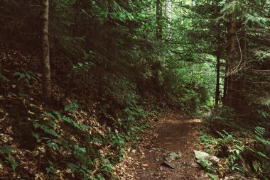 Karanlık, kasvetli bir orman, yeşil ağaçlar, doğal, klasik bir arka plan.
