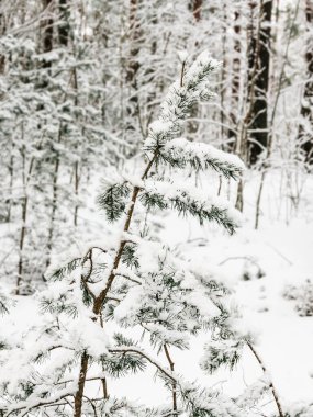 Karla kaplı çam ağacı dallarının arka planı, mevsimsel doğal bayram ve yeni yıl konsepti