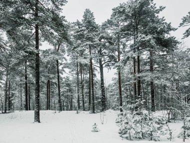 Estonya 'daki orman, karla kaplı. Kış mevsimsel manzara