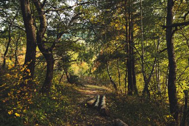 Orman yolu ve ahşap gövdeli güzel bir sonbahar manzarası.
