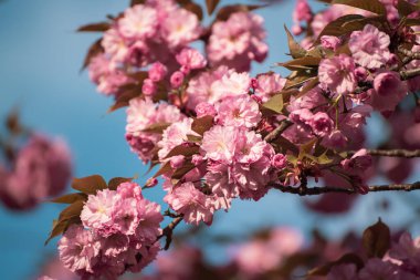 Bahçede yetişen Sakura 'nın taze pembe çiçekleri mavi gökyüzüne karşı, doğal bahar Paskalya arka planı.