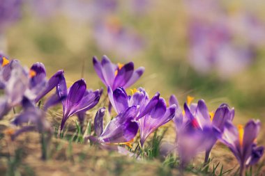 Kuru sarı çimlerde yetişen güzel mor timsah çiçekleri, ilkbaharın ilk işareti. Mevsimlik paskalya doğal arka planı.