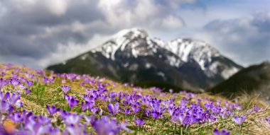 Dolina Chocholowska with blossoming purple crocuses or saffron flowers, famous valley in the High Tatra mountains, Poland. Scenic spring landscape, natural outdoor travel background. Panoramic view clipart