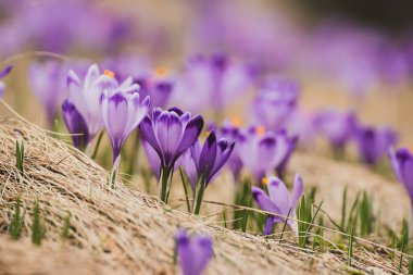 Kuru sarı çimlerde yetişen güzel mor timsah çiçekleri, ilkbaharın ilk işareti. Mevsimlik paskalya doğal arka planı.