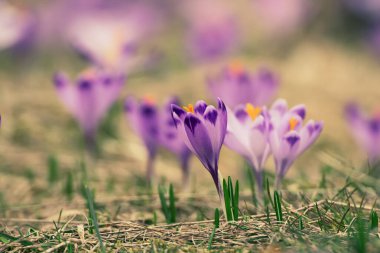 Beautiful violet crocuses flower growing in the dry yellow grass, the first sign of spring. Seasonal Easter natural background. clipart