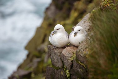 Couple of Northern Fulmar Fulmarus glacialis birds sitting on the rock by the sea in Iceland at summer, animals wildlife clipart