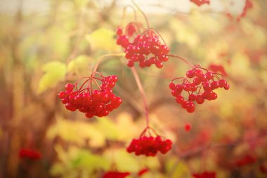 Vahşi doğada yetişen kırmızı viburnum meyveleri. Avrupa viburnum üzümleri, doğada olgun kırmızı, yenilebilir viburnum meyveleri. Ağacın üstünde olgun viburum meyveleri. Sonbahar arkaplanı