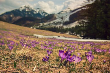 Dolina Chocholowska, Polonya 'nın yüksek Tatra dağlarındaki ünlü vadi, çiçek açan mor timsahlar veya safran çiçekleriyle. Manzaralı bahar manzarası, doğal dış seyahat arka planı.