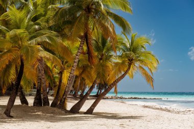 Saona adasındaki güzel Karayip plajı, Dominik Cumhuriyeti. Yeşil palmiye ağaçları, deniz kıyıları ve beyaz kumla tropikal cennet manzarası