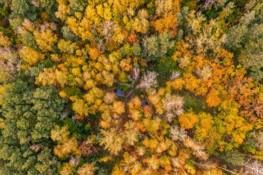 Yukarıdaki renkli sonbahar ormanı bir dronla ele geçirilmiş. Doğal mevsimsel manzara arka planı.