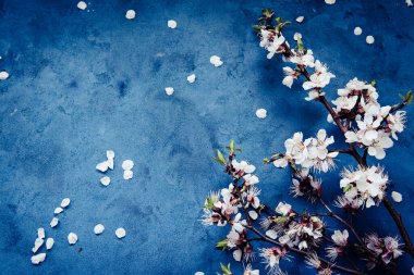 Kayısı bahar çiçekleri boşaltmak grunge koyu mavi zemin üzerine beyaz. Mevsimsel ve tebrik kavramı.