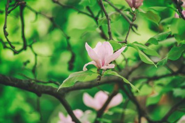 Bahar mevsiminde yeşil yapraklı pembe manolya çiçekleri çiçek açmış.