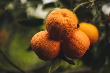 Yeşil yapraklı ve olgun meyveli mandalina bahçesi. Olgunlaşan narenciye meyveleriyle Mandarin Bahçesi. Doğal açık hava gıda geçmişi.