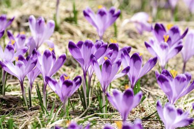 Kuru sarı çimlerde yetişen güzel mor timsah çiçekleri, ilkbaharın ilk işareti. Mevsimlik paskalya doğal arka planı.
