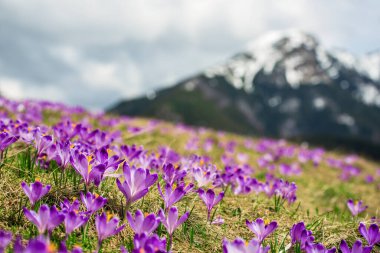 Dolina Chocholowska, Polonya 'nın yüksek Tatra dağlarındaki ünlü vadi, çiçek açan mor timsahlar veya safran çiçekleriyle. Manzaralı bahar manzarası, doğal dış seyahat geçmişi. Panoramik görünüm