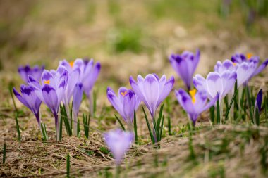 Kuru sarı çimlerde yetişen güzel mor timsah çiçekleri, ilkbaharın ilk işareti. Mevsimlik paskalya doğal arka planı.
