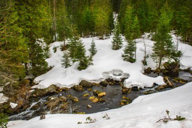 Dağ köknar ormanı ve kışın Polonya 'da Morskie Oko Gölü yakınlarındaki nehir. Doğal mevsimlik arka plan, Avrupa Tatraları. Sisli bulutlu manzara dağları