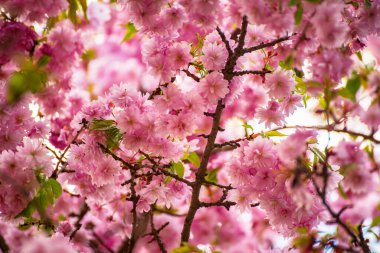 Bahçede yetişen Sakura 'nın taze pembe çiçekleri, doğal bahar Paskalya arka planı.