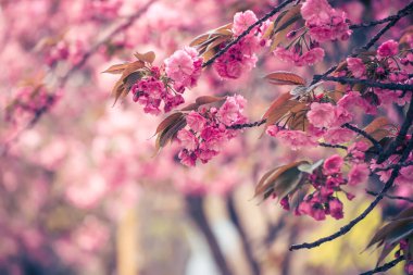 Bahçede yetişen Sakura 'nın taze pembe çiçekleri, doğal bahar Paskalya arka planı.