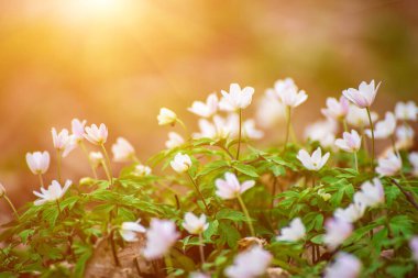 Güzel beyaz şakayık çiçekleri İlkbaharda ormanda yetişir, Doğal açık hava mevsimsel yumuşak arka plan