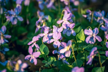 Viola reichenbachiana. Hadi Violet. Baharda ormanda açan yeşil yapraklı küçük mor çiçekler.