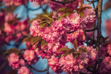 Bahçede yetişen Sakura 'nın taze pembe çiçekleri, doğal bahar Paskalya arka planı.