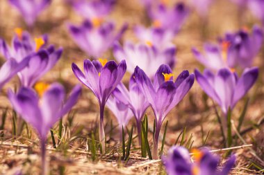 Kuru sarı çimlerde yetişen güzel mor timsah çiçekleri, ilkbaharın ilk işareti. Mevsimlik paskalya doğal arka planı.