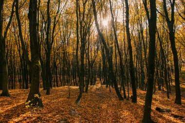 Sonbahar ormanının ortasında. Güneş renkli yaprakların arasında parlıyor. Mevsimlik sonbahar arka planı, güzel manzara