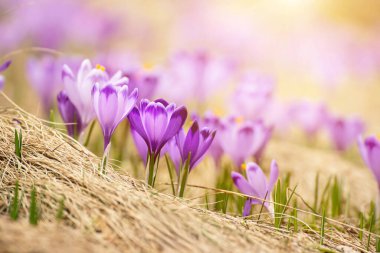 Kuru sarı çimlerde yetişen güzel mor timsah çiçekleri, ilkbaharın ilk işareti. Mevsimlik paskalya doğal arka planı.
