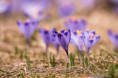 Kuru sarı çimlerde yetişen güzel mor timsah çiçekleri, ilkbaharın ilk işareti. Mevsimlik paskalya doğal arka planı.