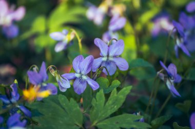 Viola reichenbachiana. Common Violet. Small purple flowers with green leaves blooming in forest at spring clipart