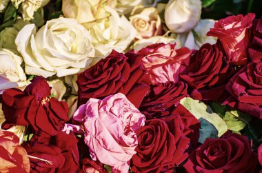 Taze kırmızı ve beyaz güllü bahçe, çiçekli doğal hipster tarzı arka plan.