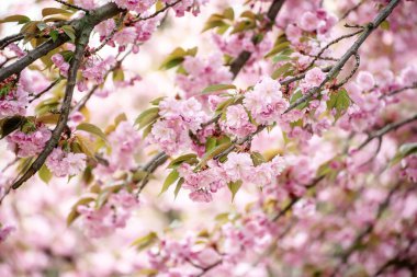 Bahçede yetişen Sakura 'nın taze pembe çiçekleri, doğal bahar Paskalya arka planı.