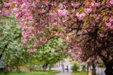 Bahçede yetişen Sakura 'nın taze pembe çiçekleri, doğal bahar Paskalya arka planı.