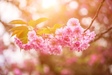 Bahçede yetişen Sakura 'nın taze pembe çiçekleri, doğal bahar Paskalya arka planı.