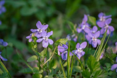 Viola reichenbachiana. Common Violet. Small purple flowers with green leaves blooming in forest at spring clipart