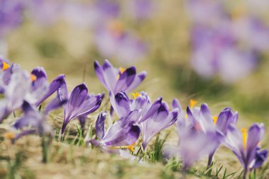 Kuru sarı çimlerde yetişen güzel mor timsah çiçekleri, ilkbaharın ilk işareti. Mevsimlik paskalya doğal arka planı.