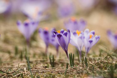 Kuru sarı çimlerde yetişen güzel mor timsah çiçekleri, ilkbaharın ilk işareti. Mevsimlik paskalya doğal arka planı.