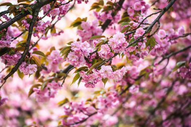 Bahçede yetişen Sakura 'nın taze pembe çiçekleri, doğal bahar Paskalya arka planı.