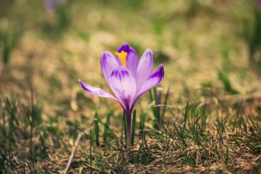 Kuru çimlerin üzerinde büyüyen tek güzel, menekşe çiçeği, ilkbaharın ilk işareti. Mevsimlik Paskalya arkaplanı.