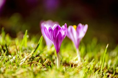 Yeşil çimlerde yetişen güzel mor timsah çiçekleri, ilkbaharın ilk işareti. Mevsimlik Paskalya doğal arka planı.