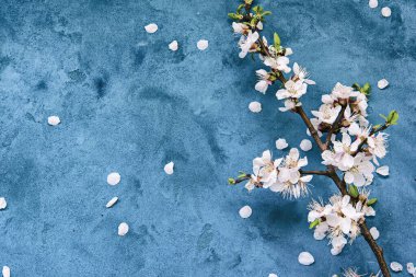 Kayısı bahar çiçekleri boşaltmak grunge koyu mavi zemin üzerine beyaz. Mevsimsel ve tebrik kavramı.