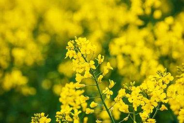 Kolza tohumu alan Sarı çiçekli, doğal tarım Eko bahar arka plan